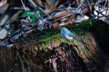 幸せの青い鳥、可愛いルリビタキ（ヒタキ科）。

日本国千葉県市川市、大町公園自然観察園にて。
2024年3月9日撮影。

A happy blue bird, the lovely Red-flanked Bluetail (Tarsiger cyanurus, family comprising flycatchers).

At Omachi park natural observation 