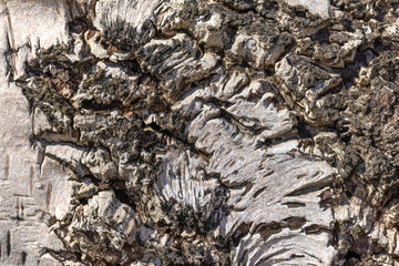 Birch bark texture. Natural background. Selective focus