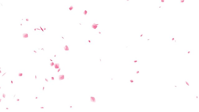 bottom view cherry blossom falling animation with transparent background 