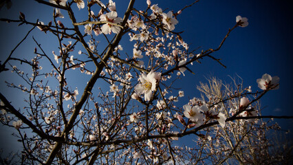Ankara Eymir lake. White plum flower blooming in spring. Spring flowers. White plum blossom in front of blue sky. Focus is selective. The focus is on the front.
