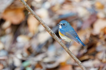 幸せの青い鳥、可愛いルリビタキ（ヒタキ科）。

日本国千葉県市川市、大町公園自然観察園にて。
2024年3月9日撮影。

A happy blue bird, the lovely Red-flanked Bluetail (Tarsiger cyanurus, family comprising flycatchers).

At Omachi park natural observation 