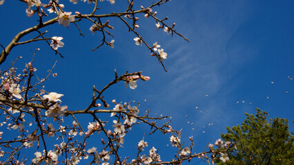 Ankara Eymir lake. White plum flower blooming in spring. Spring flowers. White plum blossom in front of blue sky. Focus is selective. The focus is on the front.
