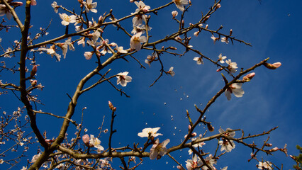 Ankara Eymir lake. White plum flower blooming in spring. Spring flowers. White plum blossom in...