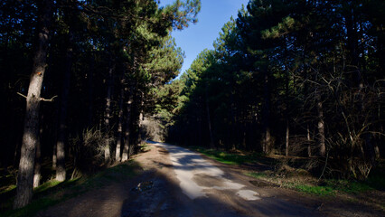 Pathway in the pine forest. Travel route surrounded by tall pine trees. Ankara Eymir Lake forest...