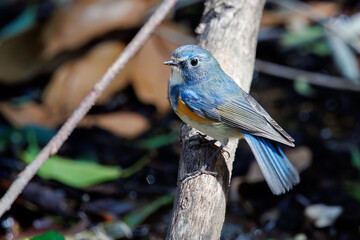 幸せの青い鳥、可愛いルリビタキ（ヒタキ科）。

日本国千葉県市川市、大町公園自然観察園にて。
2024年3月9日撮影。

A happy blue bird, the lovely Red-flanked Bluetail (Tarsiger cyanurus, family comprising flycatchers).

At Omachi park natural observation 