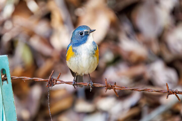 幸せの青い鳥、可愛いルリビタキ（ヒタキ科）。

日本国千葉県市川市、大町公園自然観察園にて。
2024年3月9日撮影。

A happy blue bird, the lovely Red-flanked Bluetail (Tarsiger cyanurus, family comprising flycatchers).

At Omachi park natural observation 