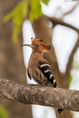 Common Hoopoe, Hoopoe (Upupa epops) The body has light brown stripes. or white and black The mouth is long, slender and curved. Feeding the baby. Phra Nakhon Si Ayutthaya, Thailand. © Pluto Mc