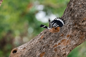 Common Hoopoe, Hoopoe (Upupa epops) The body has light brown stripes. or white and black The mouth is long, slender and curved. Feeding the baby. Phra Nakhon Si Ayutthaya, Thailand.