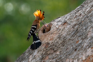 Common Hoopoe, Hoopoe (Upupa epops) The body has light brown stripes. or white and black The mouth is long, slender and curved. Feeding the baby. Phra Nakhon Si Ayutthaya, Thailand. © Pluto Mc