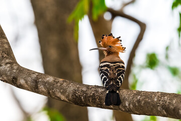 Common Hoopoe, Hoopoe (Upupa epops) The body has light brown stripes. or white and black The mouth is long, slender and curved. Feeding the baby. Phra Nakhon Si Ayutthaya, Thailand. © Pluto Mc