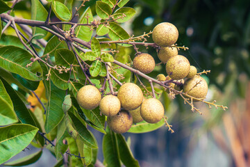Longan fruit on a tree with green leaves