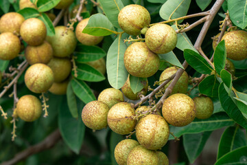 Longan fruit on a tree with green leaves