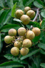 Longan fruit on a tree with green leaves