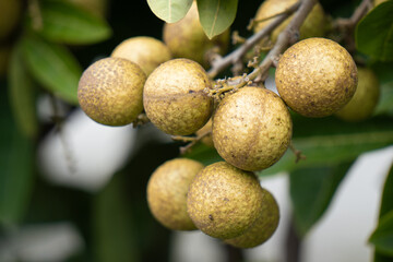 Longan fruit of brown bumpy round fruit hangs from a tree branch.