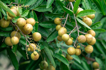 Longan fruit on a tree with green leaves