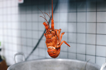 Hand Holds Whiskers of Cooked Tropical Lobster Hanging in The Kitchen 