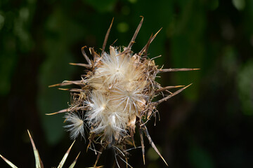 Milk thistle seed head