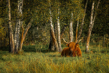 A Highland cow rests peacefully in a grassy field surrounded by birch trees. The vibrant autumn foliage and the cow's distinctive long horns create a serene pastoral scene.