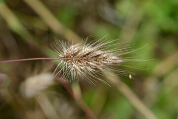 Bristly dogstail grass seed head