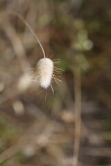 Hares-tail grass seed head