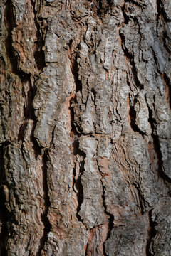 Italian stone pine bark detail