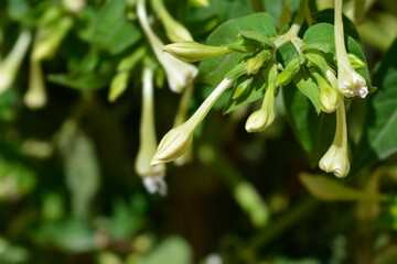 Marvel of Peru flower buds