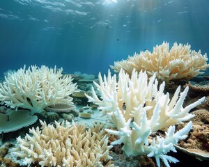 Fototapeta na wymiar Bleached coral reef underwater