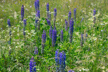 Purple flowers in a green meadow