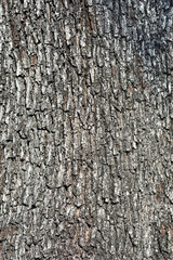 Fototapeta premium Evergreen oak bark detail