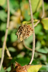 Jerusalem sage seed head