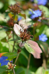 Blue Leadwort seed head