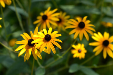 Black-eyed Susan flowers