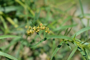 Tarragon flowers