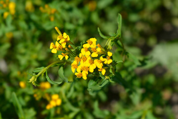 Mexican marigold flowers