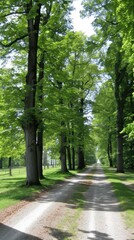 A road with trees on both sides