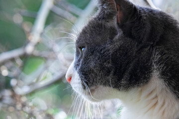 Grey and white domestic tom cat. Serious looking male cat. Wild animal