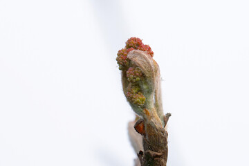 New tree bud still unopened in spring.Branch with still unopened cherry blossoms on a blue background