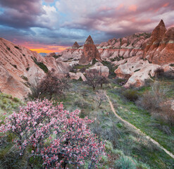 blühender Strauch, Tuffstein Erosion, Kappadokien, Anatolien, Türkei