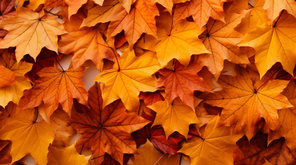 Naklejka na ściany i meble Autumn maple orange leaves many together panorama.
