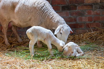 White headed dorper sheep with two newly born lambs