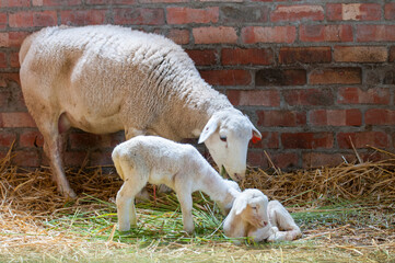 White headed dorper sheep with two newly born lambs eating straw