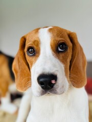 beagle puppy portrait