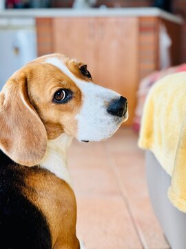 beagle dog looking at camera