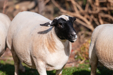Fototapeta premium Pregnant black headed Dorper Ewe with blurred bacjground