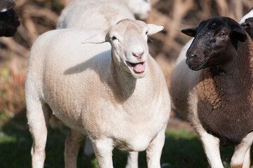 Dorper white headed ewe looking at camera with mouth open as if laughing with a black headed ewe standing next to her. with blurred background