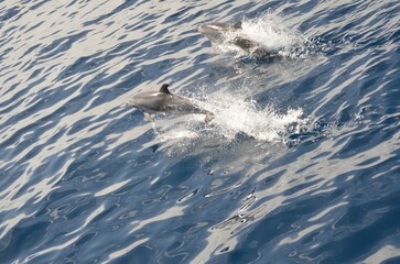 Wild delphins near Tenerife swimming