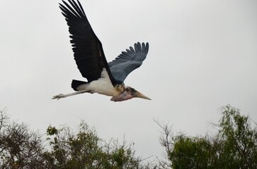Marabu african in Jungle Park, Tenerife island