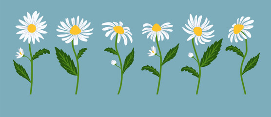 Daisy flower background.Eps 10 vector.