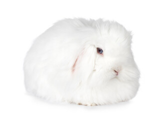 Angora lop/Teddy Widder sitting side ways, looking towards camera with blue eyes, isolated on a white background