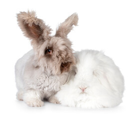 Big Angora and Angora lop/Teddy Widder rabbit sitting facing front beside each other, one looking to camera, isolated on a white background